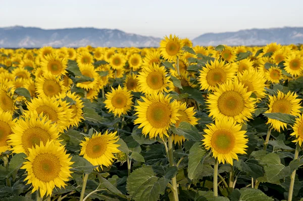 Campo di girasole — Foto Stock