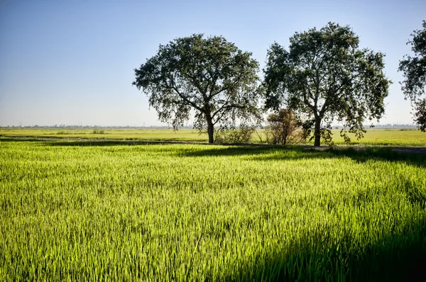 Campi di riso california — Foto Stock