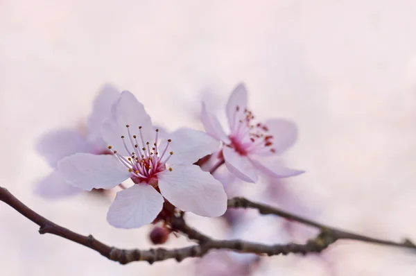 Cherry blossoms — Stock Photo, Image