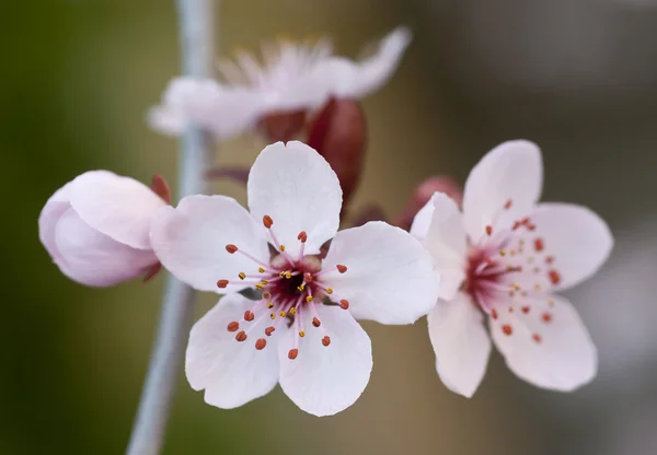 Cherry blossoms — Stock Photo, Image