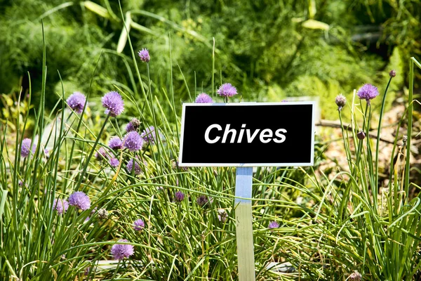 Chives sign in garden — Stock Photo, Image
