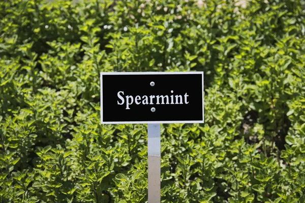 Spearmint — Stockfoto