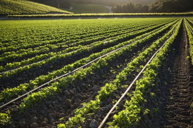 Morning farmland, crop growing in rows clipart