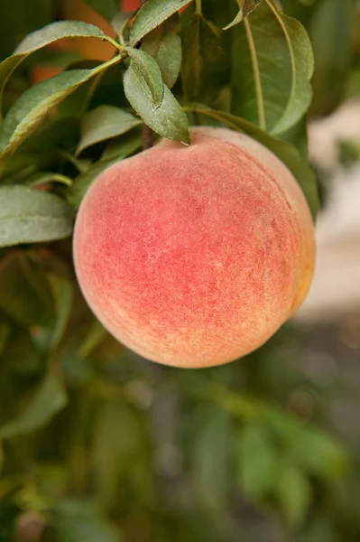 Peach on the tree — Stock Photo, Image