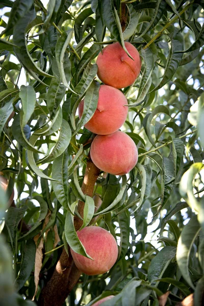 Peaches on the tree — Stock Photo, Image