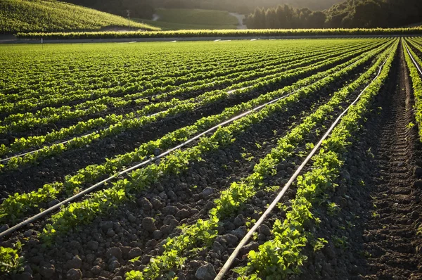 Ochtend landbouwgrond, gewas groeien in rijen — Stockfoto