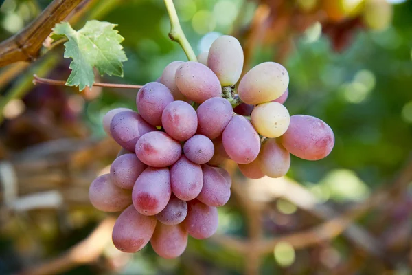 Uvas — Fotografia de Stock