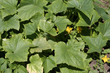 Salatalık ile yatak