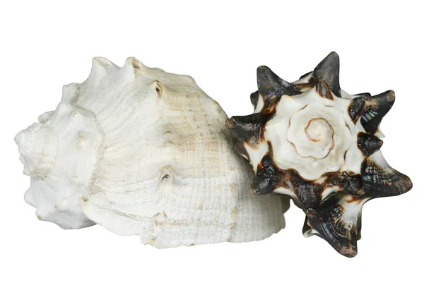 两个海贝壳 — 图库照片