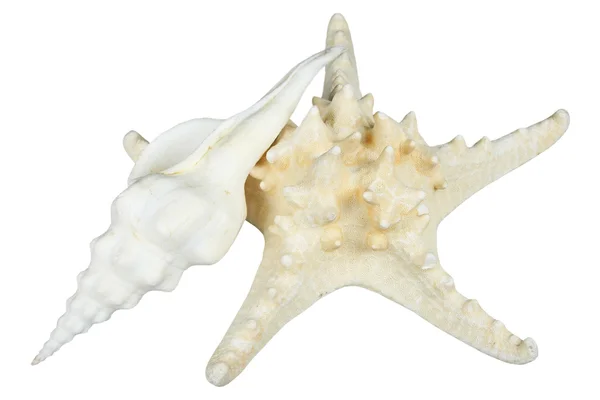 Starfish e cockleshell — Fotografia de Stock
