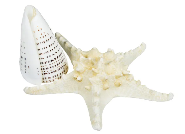 Starfish e cockleshell — Fotografia de Stock