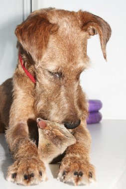 İrlandalı korkunç