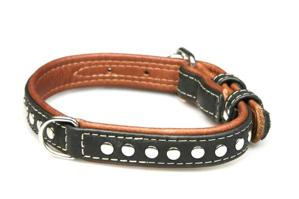 Collar for dogs — Stock Photo, Image
