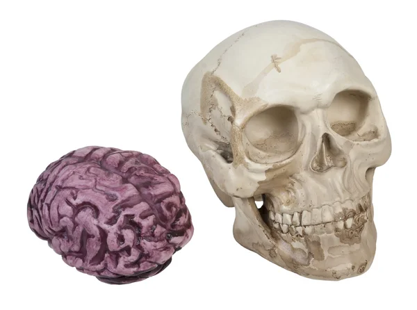 Skull and Brains — Stock Photo, Image