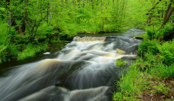 Strömma flyter genom skogen — Stockfoto