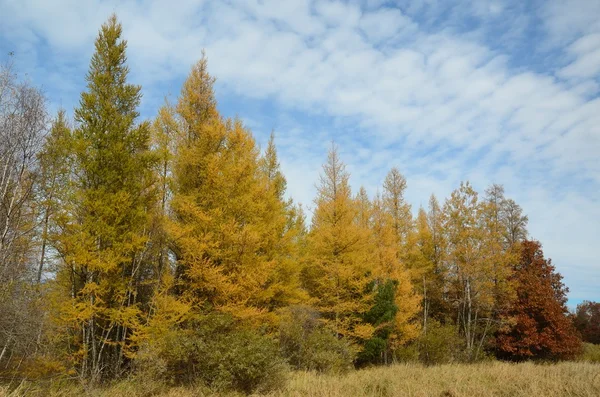 在秋天 tamaracks — 图库照片