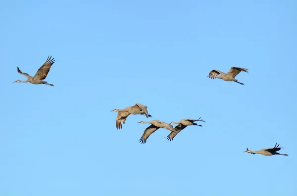 Sandhill Cranes Flying — Stock Photo, Image