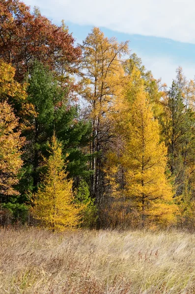 Yellowtamaracks na podzim — Stock fotografie
