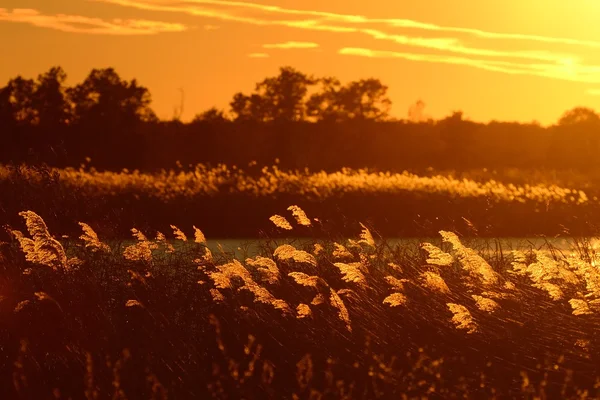 Backlit inheemse grassen bij zonsondergang — Stockfoto