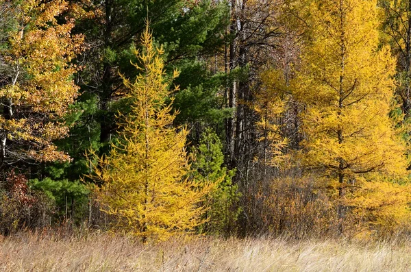 Yellowtamaracks i höst — Stockfoto