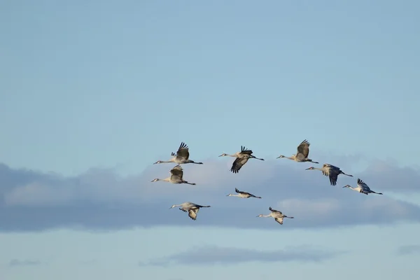 A Group of Sandhill Cranes in Flight — Stock Photo, Image