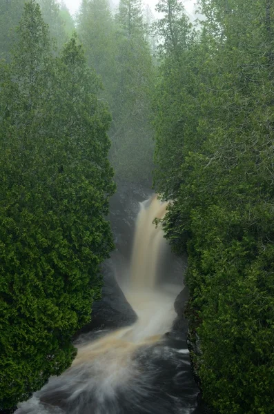 Cedros e Cachoeira — Fotografia de Stock