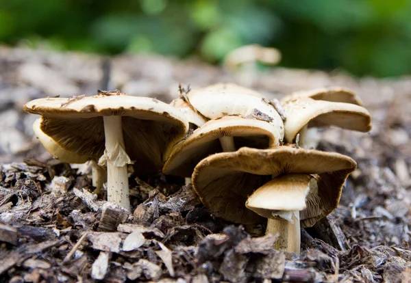 Wilde paddenstoelen — Stockfoto