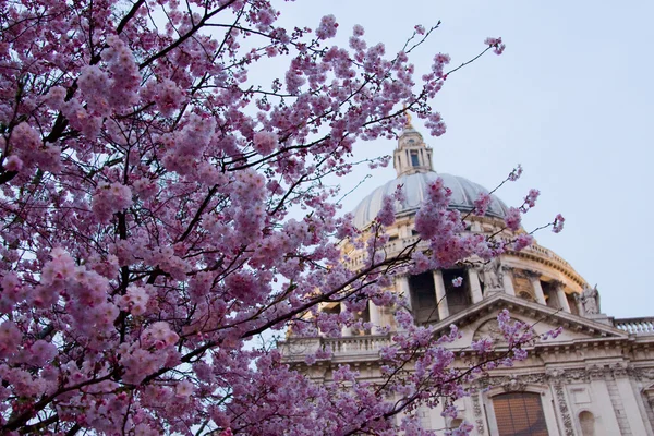 Blossom at st pauls. — Stock Photo, Image