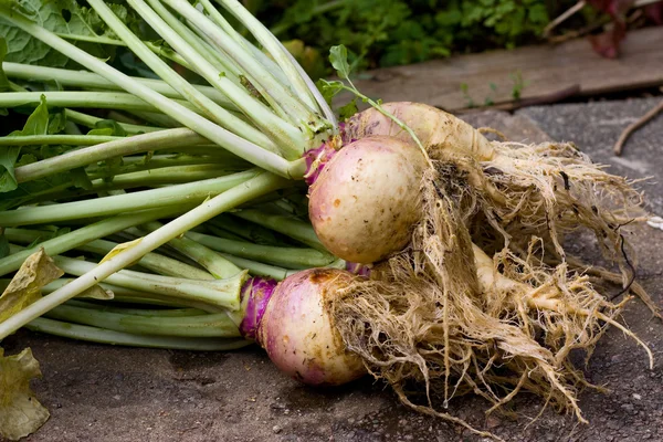 Vers geplukt Zweden — Stockfoto