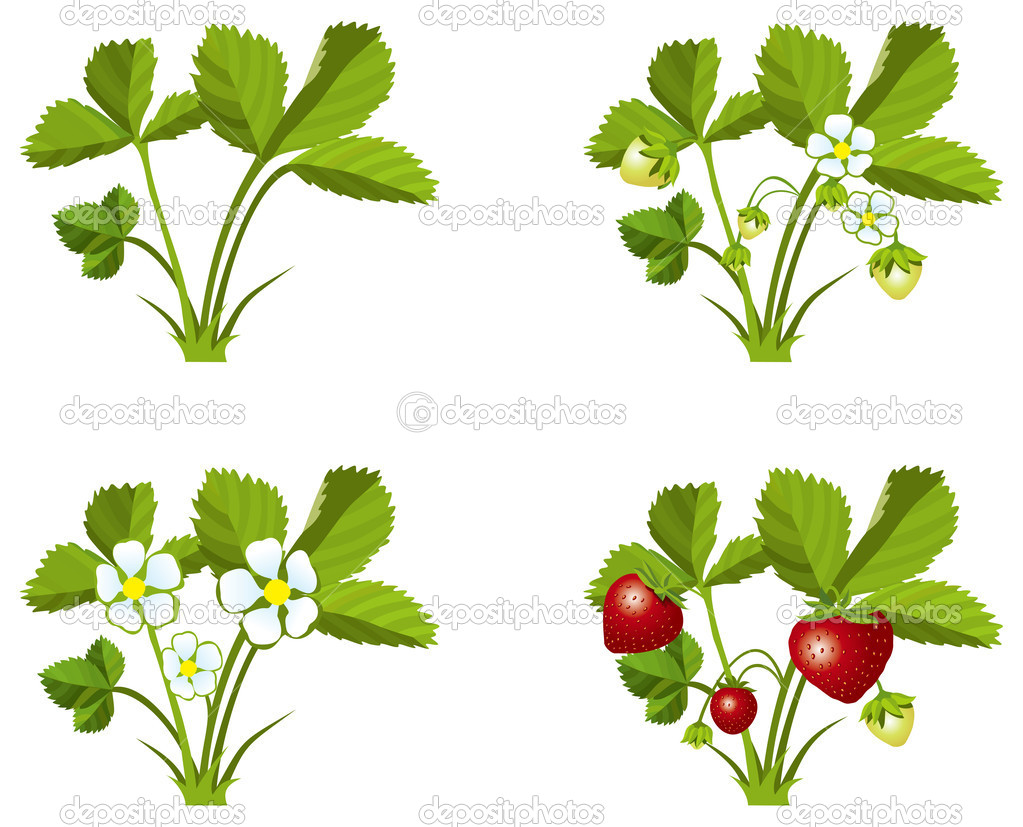 Strawberry growth phases