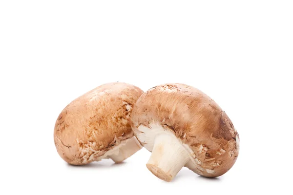 Mushroom on white — Stock Photo, Image