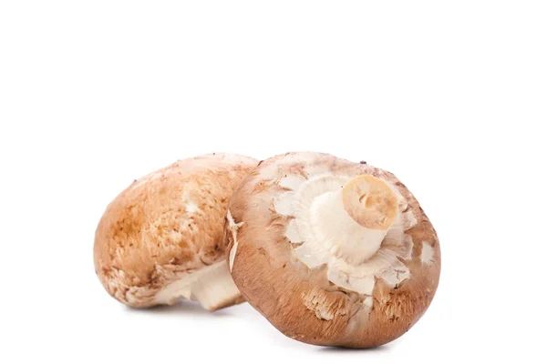 Mushroom on white — Stock Photo, Image