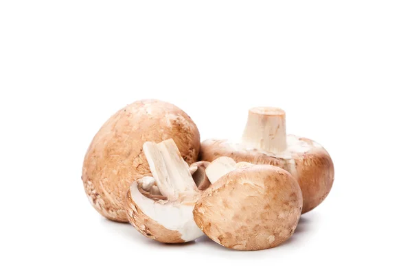 Mushroom on white — Stock Photo, Image