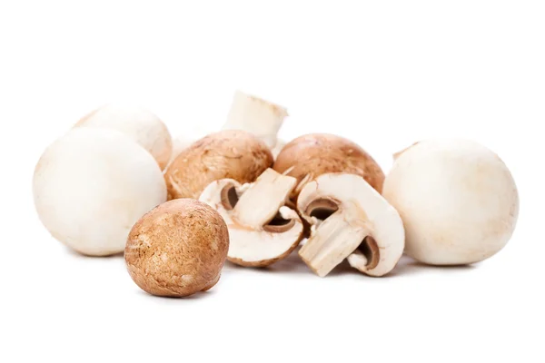Mushroom on white — Stock Photo, Image