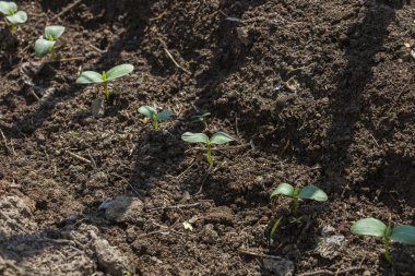 yeni bir canlı geliyor