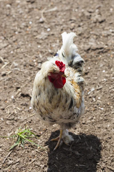 Pollos criados en pastos — Foto de Stock