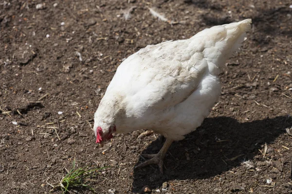 Pollos criados en pastos — Foto de Stock