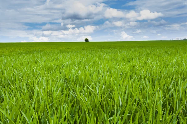 Young wheat — Stock Photo, Image