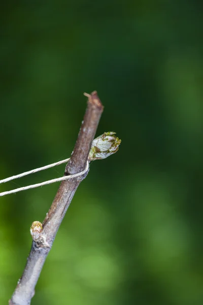 Vine branch — Stock Photo, Image