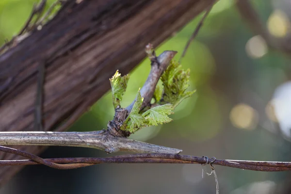 Gałąź winorośli — Zdjęcie stockowe