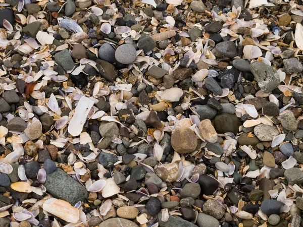 Texture of marine debris — Stock Photo, Image