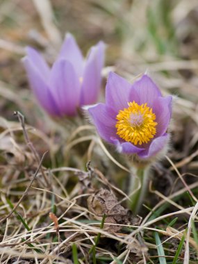 Çiçek pasque çiçek (Pulsatilla)