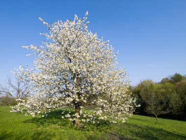 Çiçek açmış kiraz ağacı