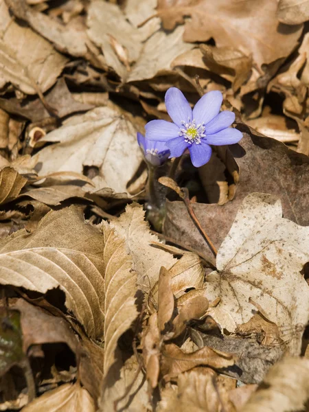 Flowering Anemone hepatica — Stock Photo, Image