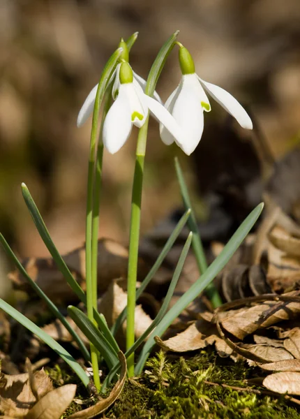 Group of wild snowdrops — Stock Photo, Image
