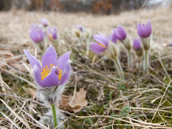 Fiori pasquali fioriti (Pulsatilla ) — Foto Stock