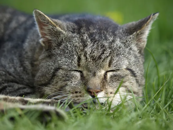 Gato durmiendo en la hierba Imagen de stock