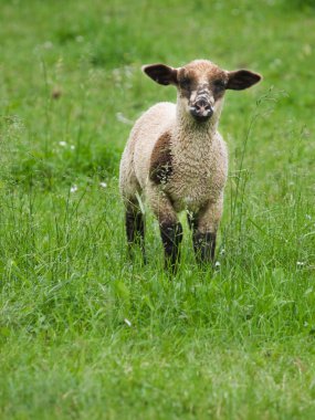 Lamb on the pasture clipart