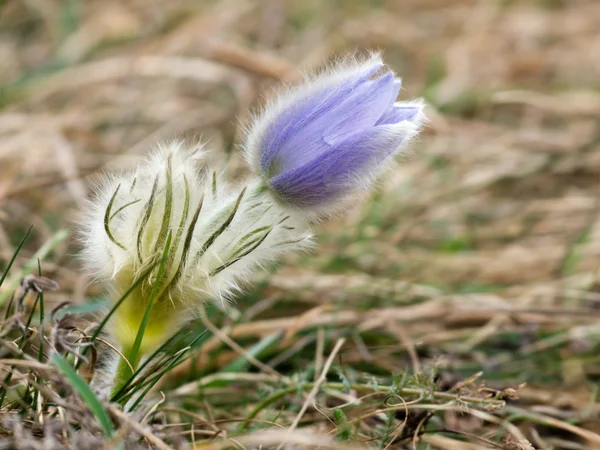 Kvetoucí Koniklec (Pulsatilla) — Stock fotografie