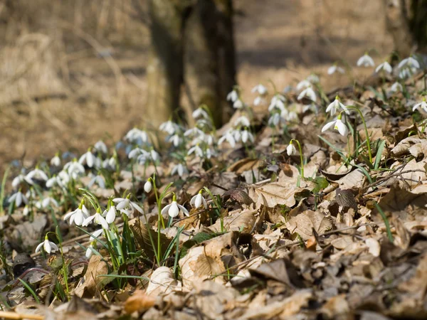 Gruppe wilder Schneeglöckchen — Stockfoto